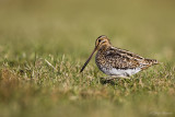 Watersnip/Snipe