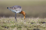 Grutto/Black-tailed godwit