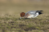 Smient/Wigeon