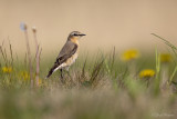 Tapuit/Northern wheatear