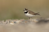 Kleine plevier/Little ringed plover