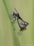 Gevlekte witsnuitlibel/Leucorrhinia pectoralis ♂♀