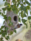 Buidelmees/Eurasian penduline tit