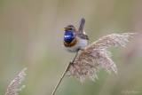 Blauwborst/Bluethroat