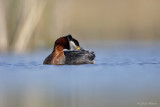 Roodhalsfuut/Red-necked grebe