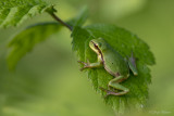 Boomkikker/Hyla arborea