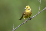 Geelgors/Yellow hammer