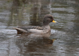 Speckled Teal (Anas flavirostris)