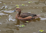 Rosy-billed Pochard (Netta peposaca)