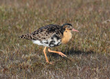 Ruff (Philomachus pugnax) - brushane