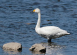 Tundra Swan (Cygnus columbians bewickii) - mindre sångsvan