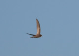 Pallid Swift (Apus pallidus) - blek tornseglare