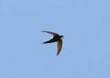 White-rumped Swift (Apus caffer) - vitgumpseglare