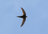 White-rumped Swift (Apus caffer) - vitgumpseglare