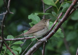 Blyth's Reed Warbler (Acrocephalus dumetorum) - busksångare