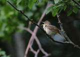 Blyth's Reed Warbler (Acrocephalus dumetorum) - busksångare