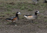 Chiloe Wigeon (Anas sibilatrix) - chilensk bläsand
