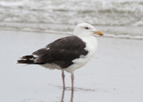Great Black-backed Gull (Larus marinus)