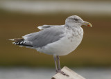 American Herring Gull (Larus smithsonianus)