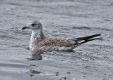 Common Gull (Larus canus) - fiskmås
