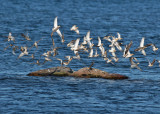 Ruff (Philomachus pugnax) - brushane