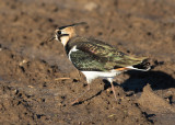 Northen Lapwing (Vanellus vanellus) - tofsvipa