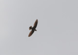 Mottled Spinetail (Telacanthura ussheri) - vattrad taggstjärtseglare