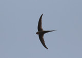 African Palm Swift (Cypsiurus parvus) - afrikansk palmseglare
