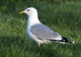 Common Gull (Larus c. canus) - fiskmås