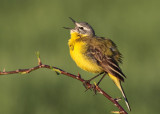 Yellow Wagtail (Motacilla f. flava) - sydlig gulärla