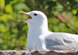 Common Gull (Larus c. canus) - fiskmås