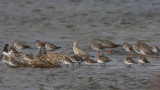 Danish Waders