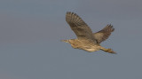 Danish Herons