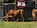 pendleton_round_up__parade