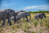 etosha_park