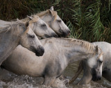 Les chevaux et toros de Camargue