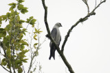 Edisto River Birds