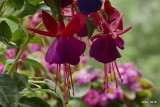 flora