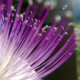 flora