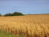 Prairie landscapes