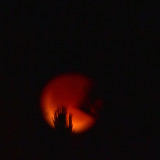 Losing the Moon Behind the Trees