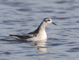 Rare and scarce birds in The Netherlands