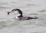 Rare and scarce birds in The Netherlands