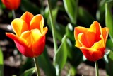 Spring Awakening
