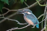 Eisvogel | Common Kingfisher | Alcedo atthis
