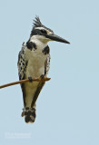 Bonte ijsvogel - Pied Kingfisher - Ceryle rudis