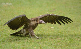 Kapgier - Hooded Vulture - Necrosyrtes monachus