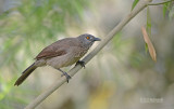 Sahelbabbelaar - Brown Babbler - Turdoides plebejus