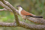 Senegalese Spoorkoekoek - Senegal Coucal - Centropus senegalensis
