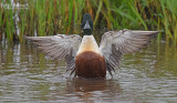 Slobeend - European shoveler - Anas clypeata